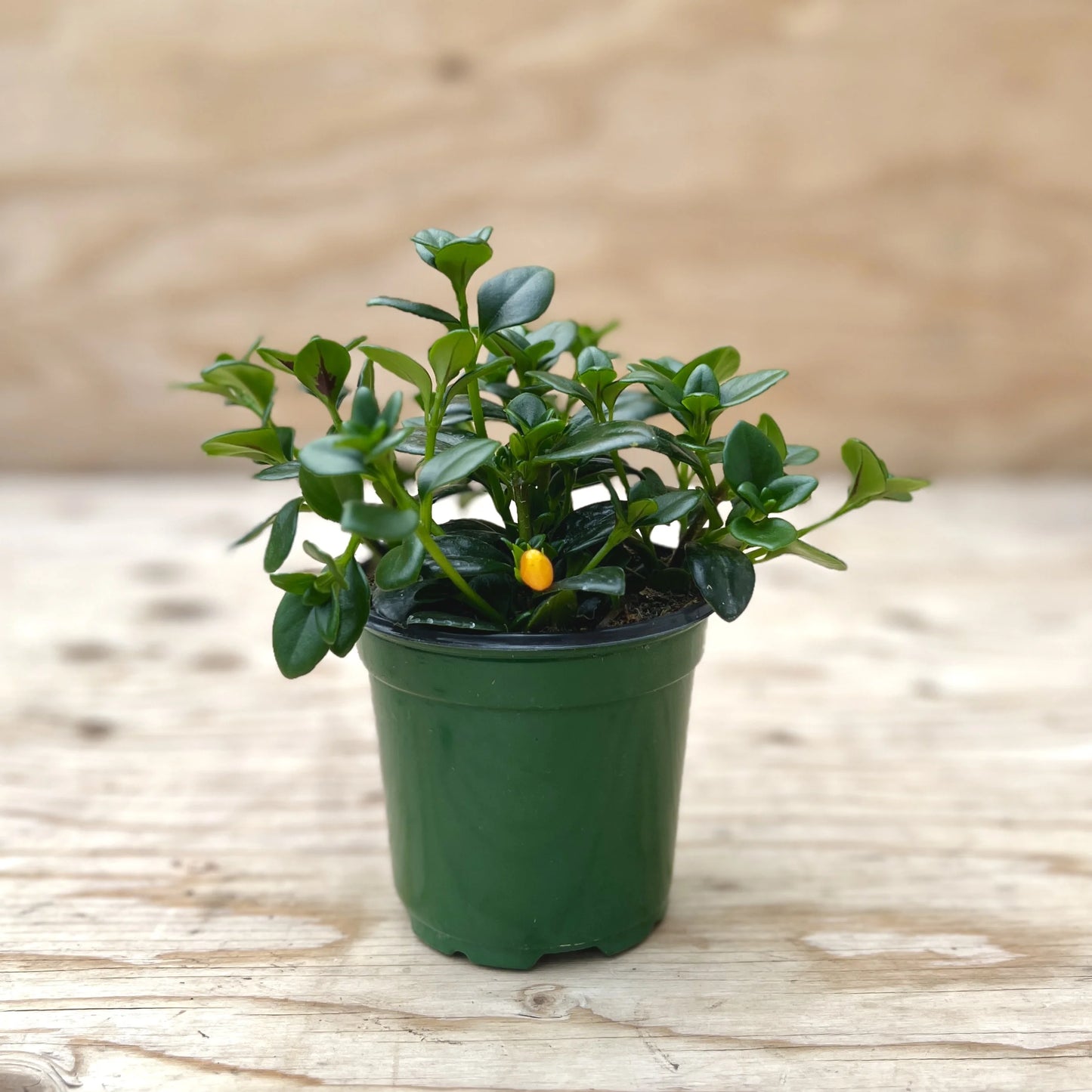 Goldfish Gregarius - 4"
