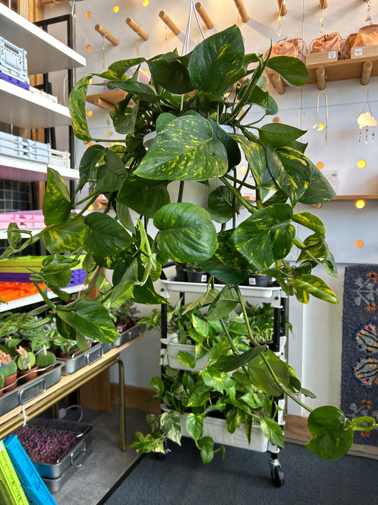 Golden Pothos 8”