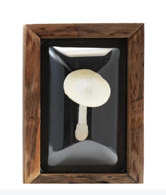 Shadow Box Mushrooms - 4 Styles