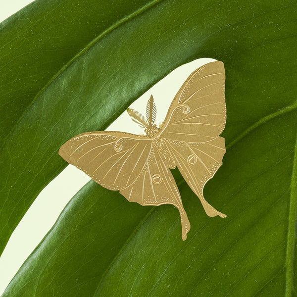 Lunar Moth - Plant Animal