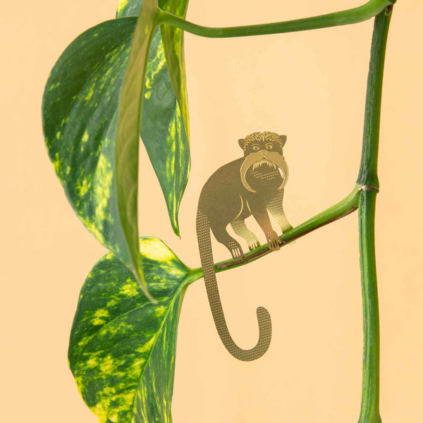 Tamarin Monkey - Plant Animal