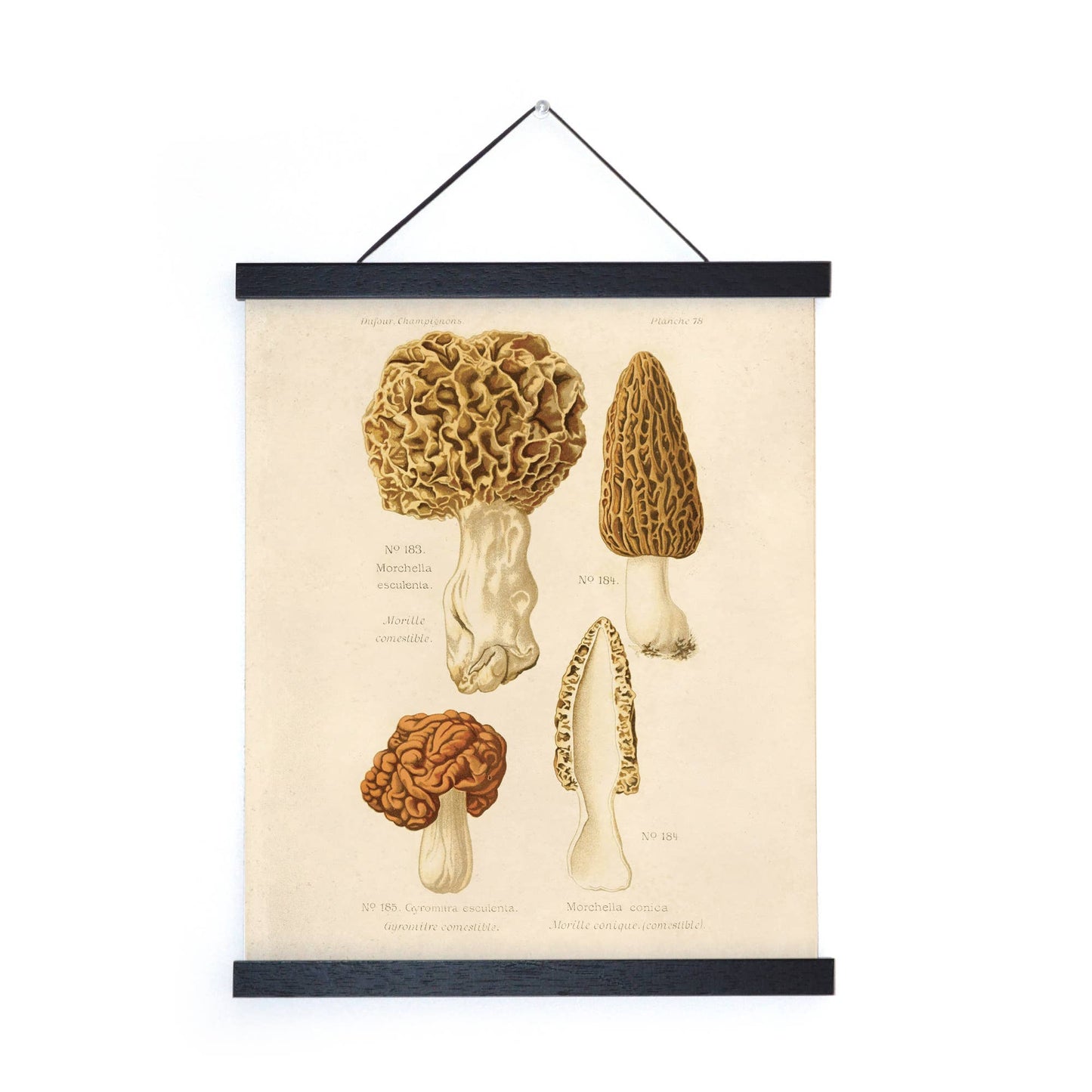 Mushroom Print - Morel (16" x 20")