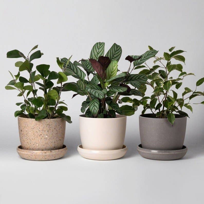 5" Planter : White Fiber