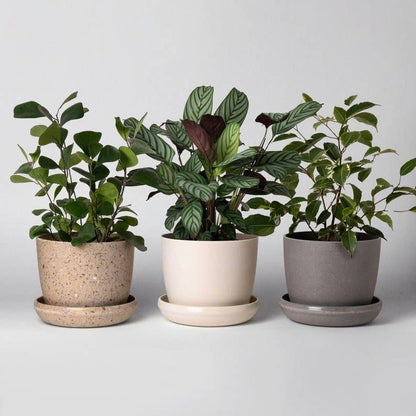 5" Planter : White Fiber