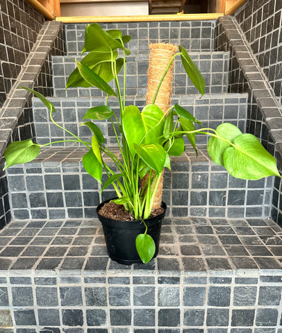 Split Leaf Philodendron 6" (With Totem)