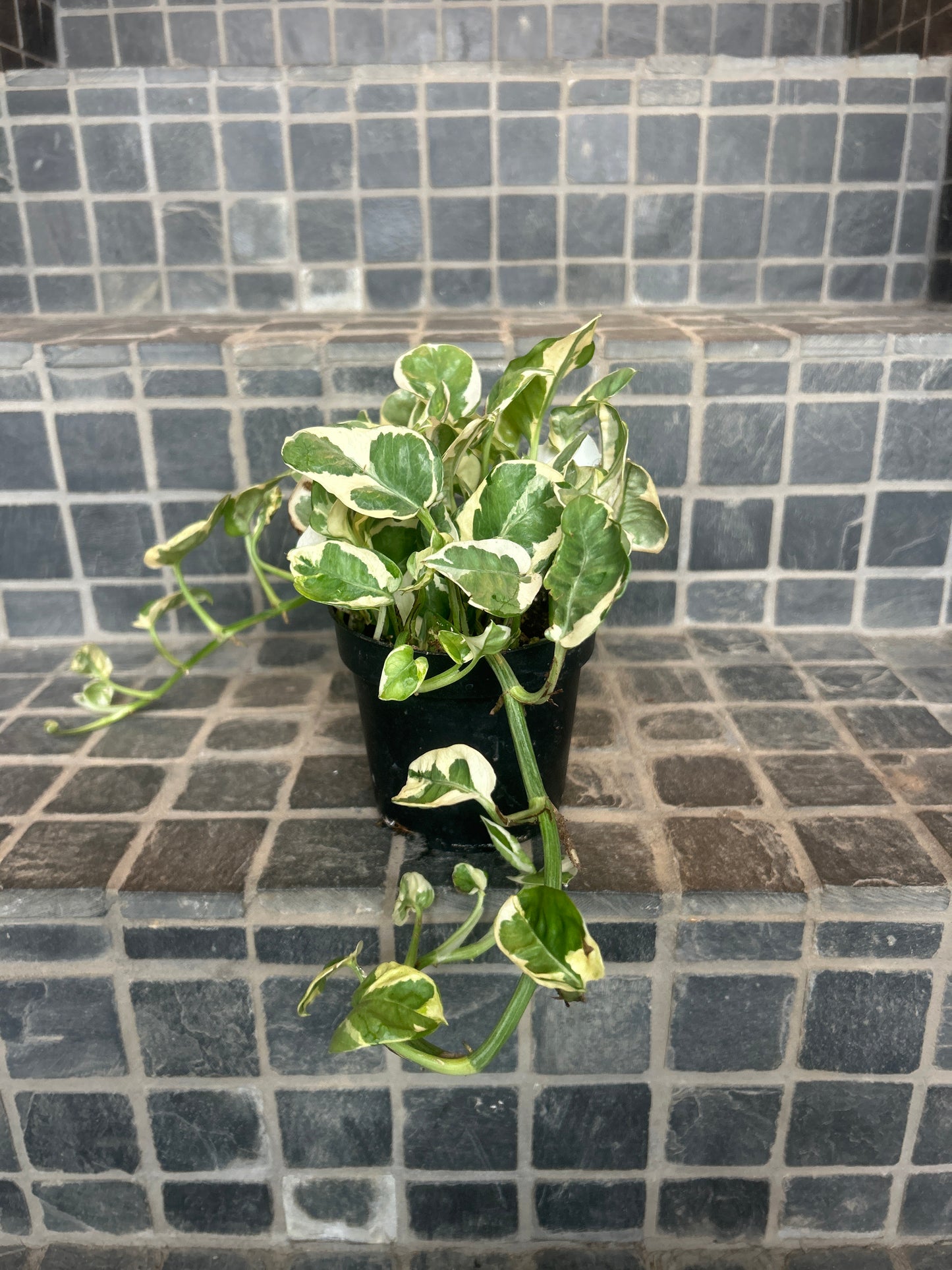 Marble Pothos 4"