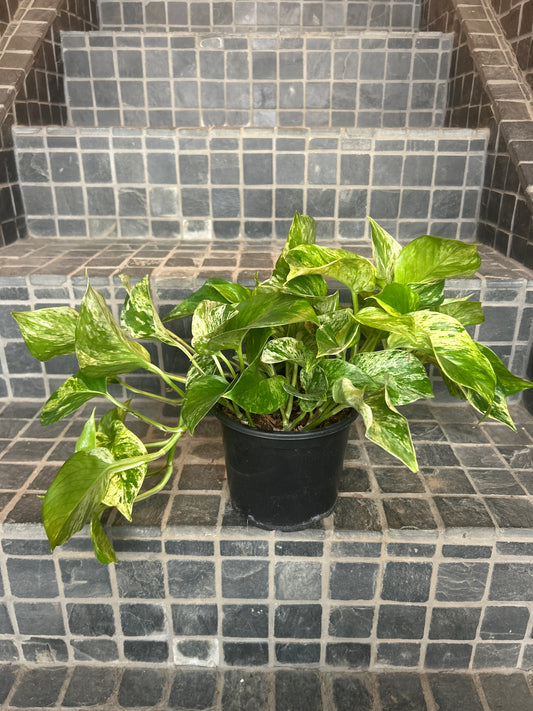 Marble Queen Pothos 6”