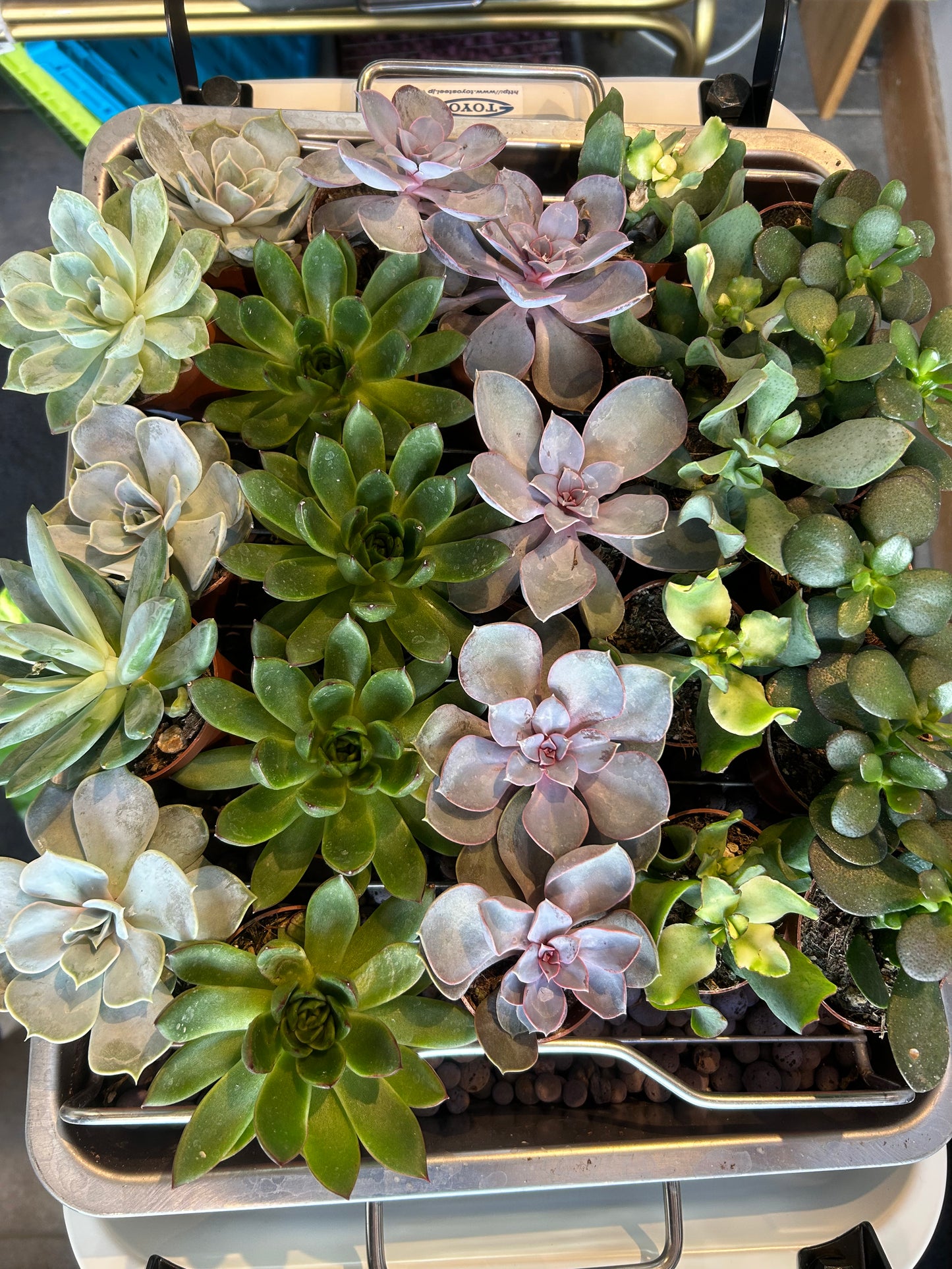 Assorted Succulent 2"