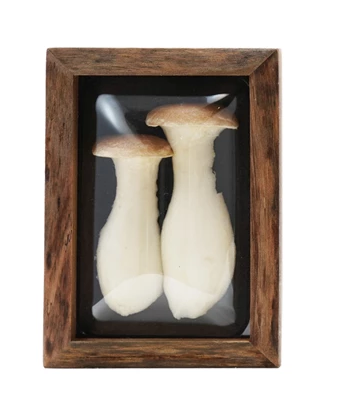 Shadow Box Mushrooms - 4 Styles
