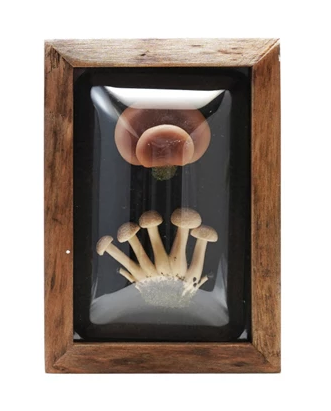 Shadow Box Mushrooms - 4 Styles