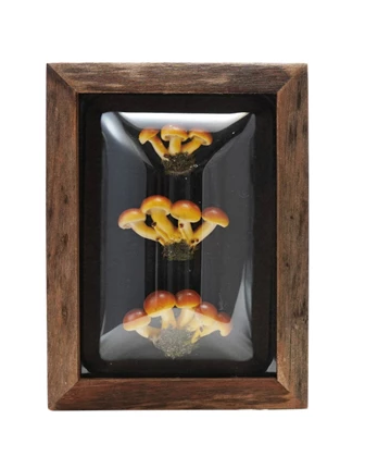 Shadow Box Mushrooms - 4 Styles