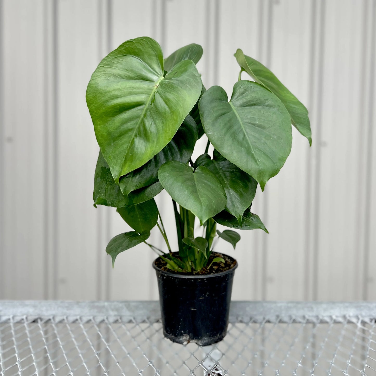 Split Leaf Philodendron 6"