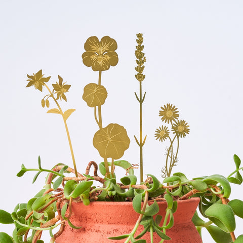 Bloom Herbs - Brass Plant Decoration