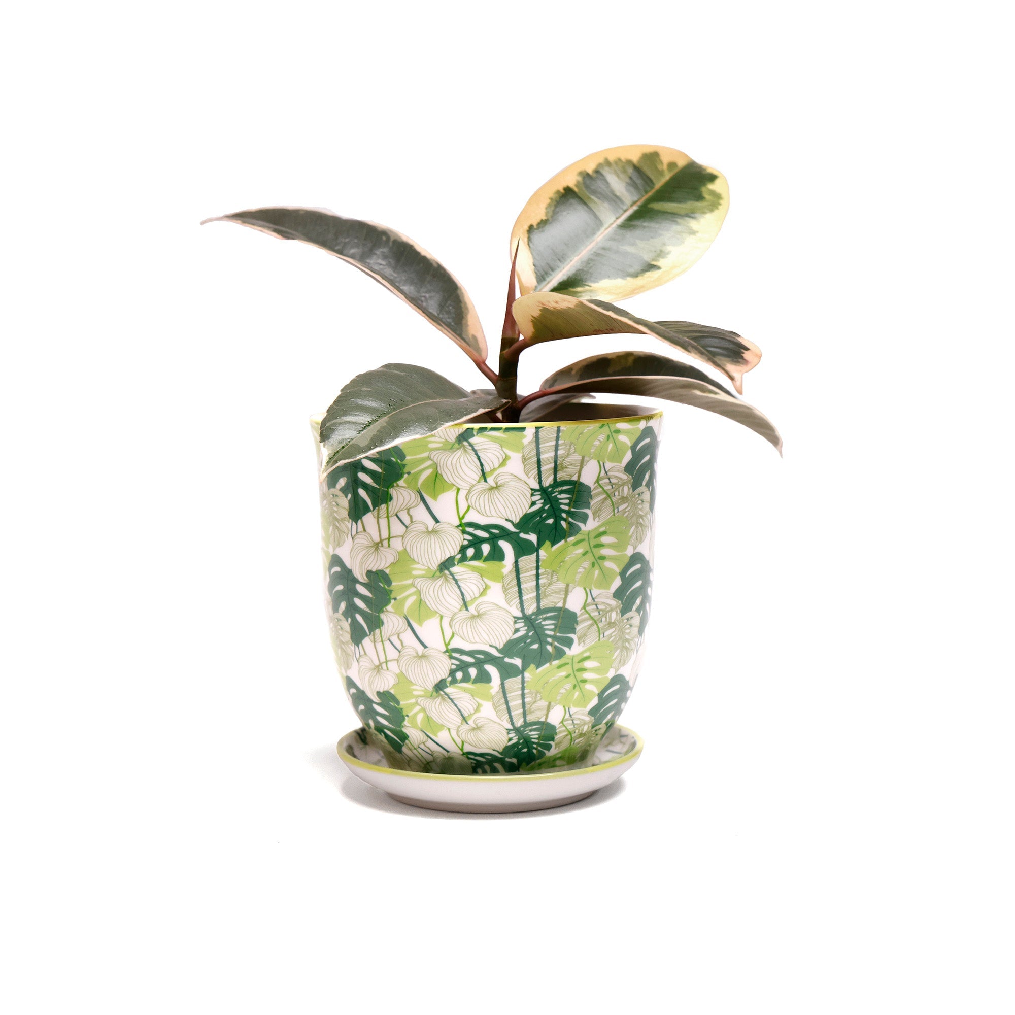 Green Monstera - Liberte Pot + Saucer