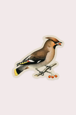 Wary Waxwing Vinyl Sticker