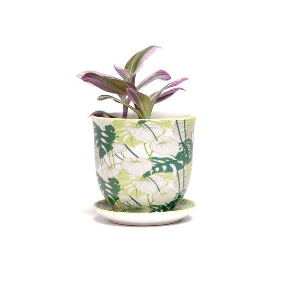 Green Monstera - Liberte Pot + Saucer