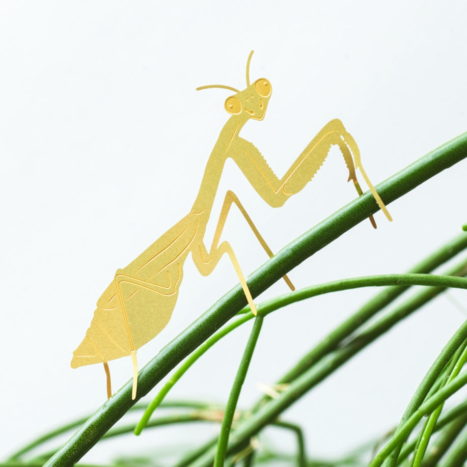 Praying Mantis - Plant Animal