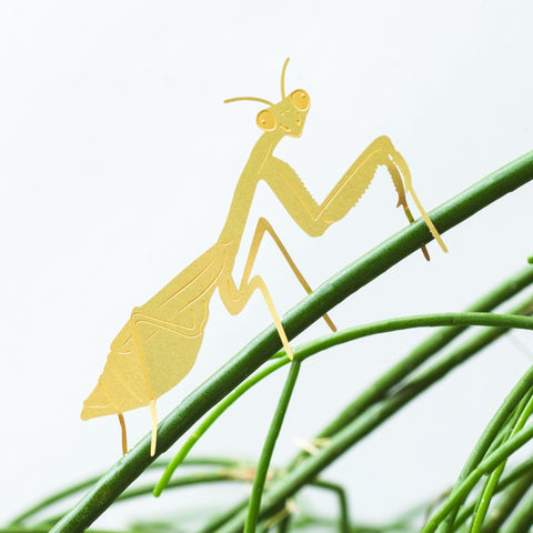 Praying Mantis - Plant Animal
