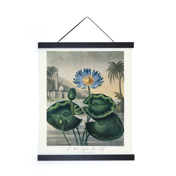 Vintage Egyptian Water Lily Print - (11" x 14")