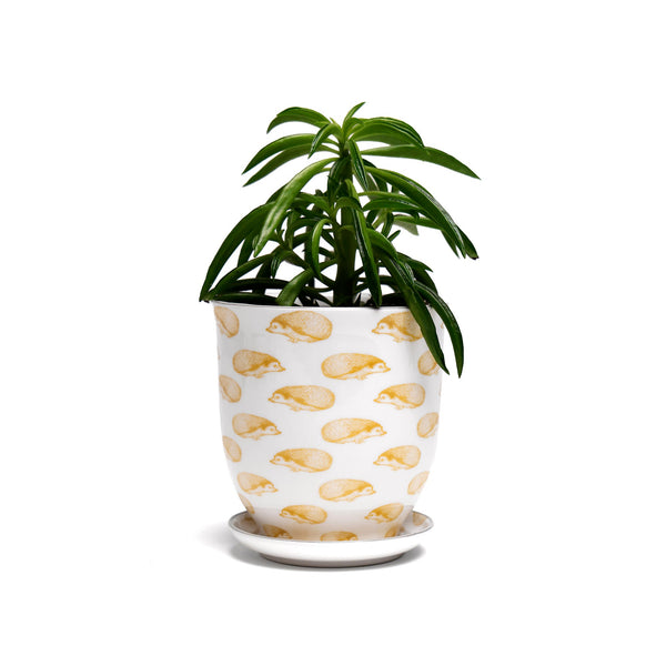 Yellow Hedgehog - Liberte Pot + Saucer