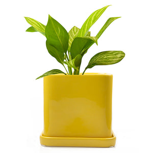 Svek Pot - Yellow 5"