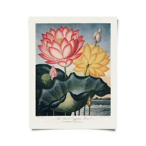 Vintage Egyptian Bean Lotus Print - (11" x 14")