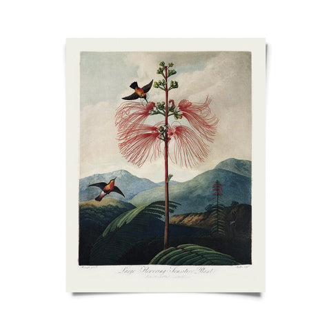 Vintage Flower + Hummingbird Print - (11" x 14")