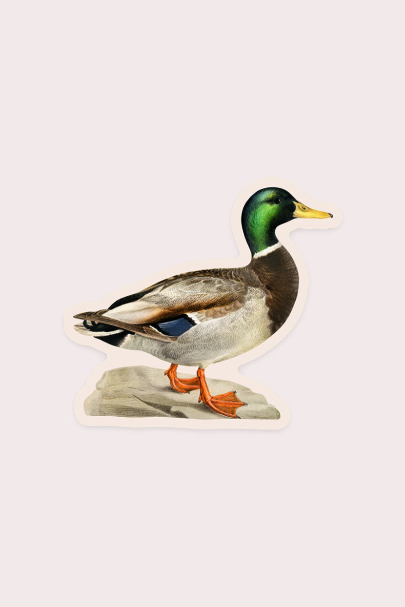 Measured Mallard Vinyl Sticker