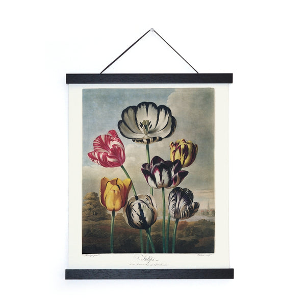 Vintage Tulips Print - (11" x 14")