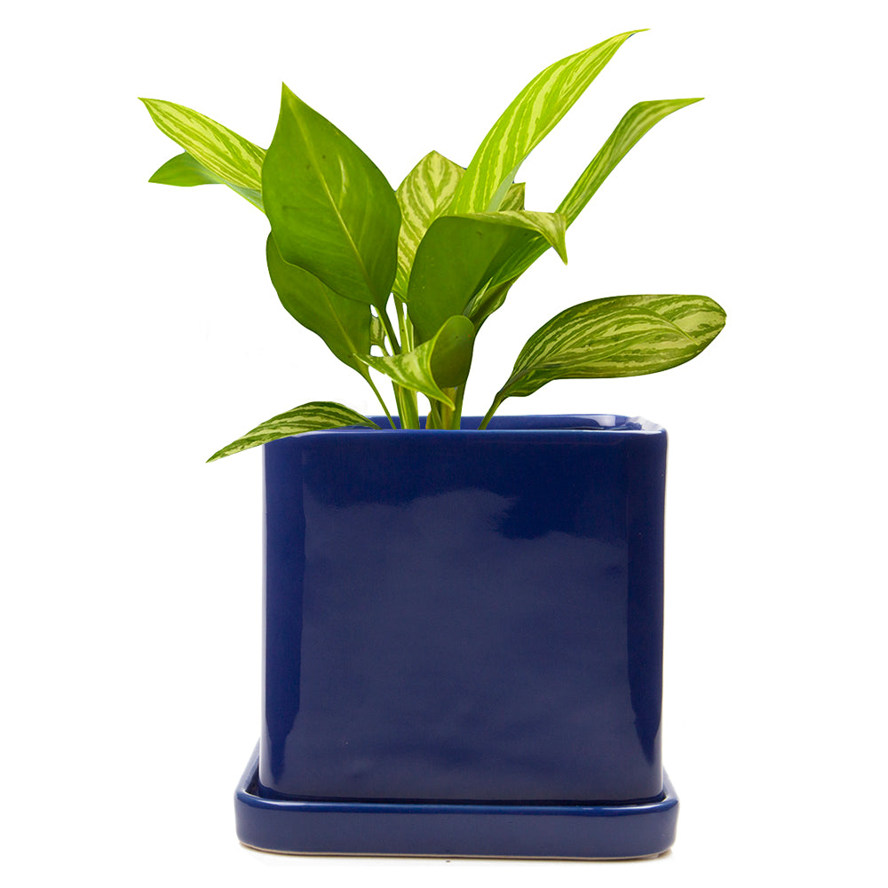 Svek Pot - Navy Blue 5"