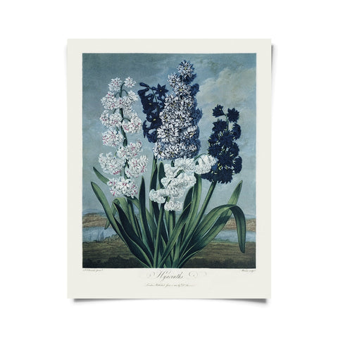 Vintage Hyacinths Print - (11" x 14")
