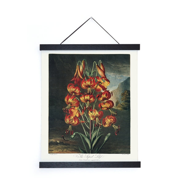 Vintage Superb Lily Print - (11" x 14")