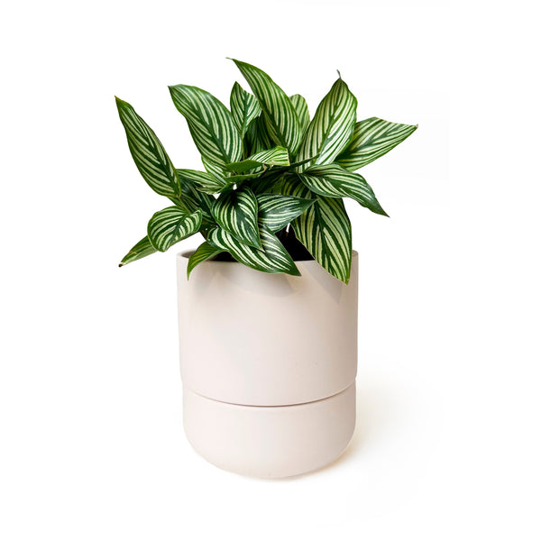 Ryan Self-Watering Pot Blush - 5"