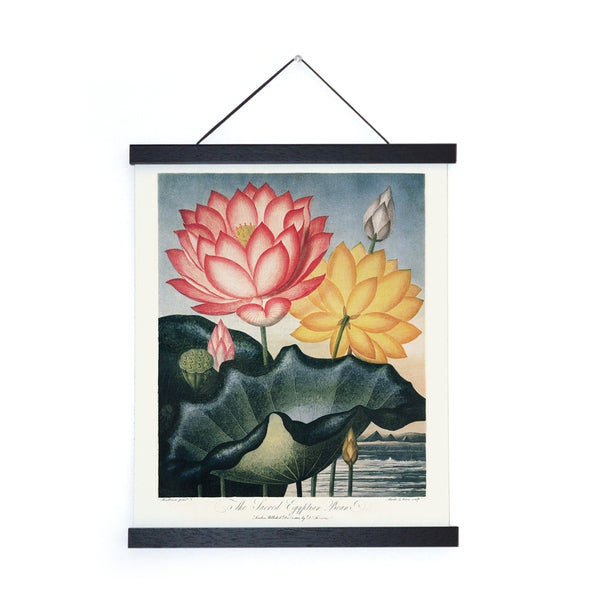 Vintage Egyptian Bean Lotus Print - (11" x 14")