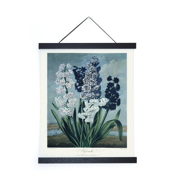 Vintage Hyacinths Print - (11" x 14")