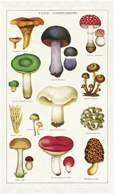 Vintage scientific chart of Mushrooms printed on 100% cotton