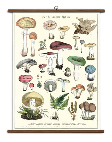 Vintage Mushrooms Chart