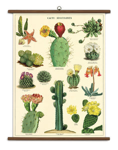 Vintage Cacti & Succulents Chart