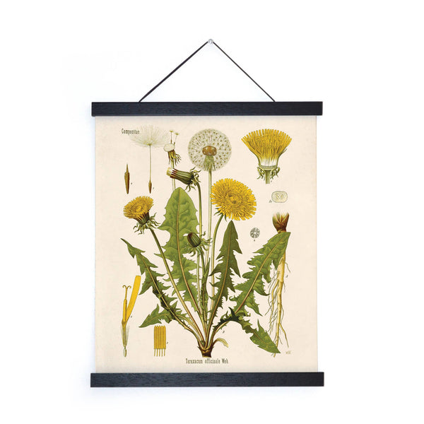 Vintage Dandelion Print - (16" x 20")