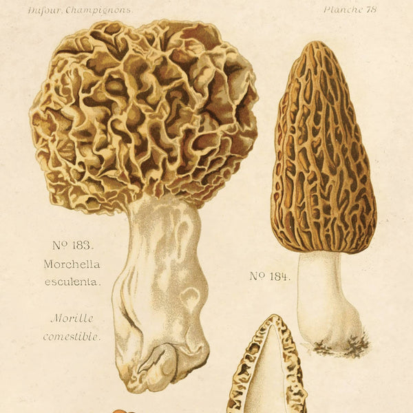 Mushroom Print - Morel (16" x 20")