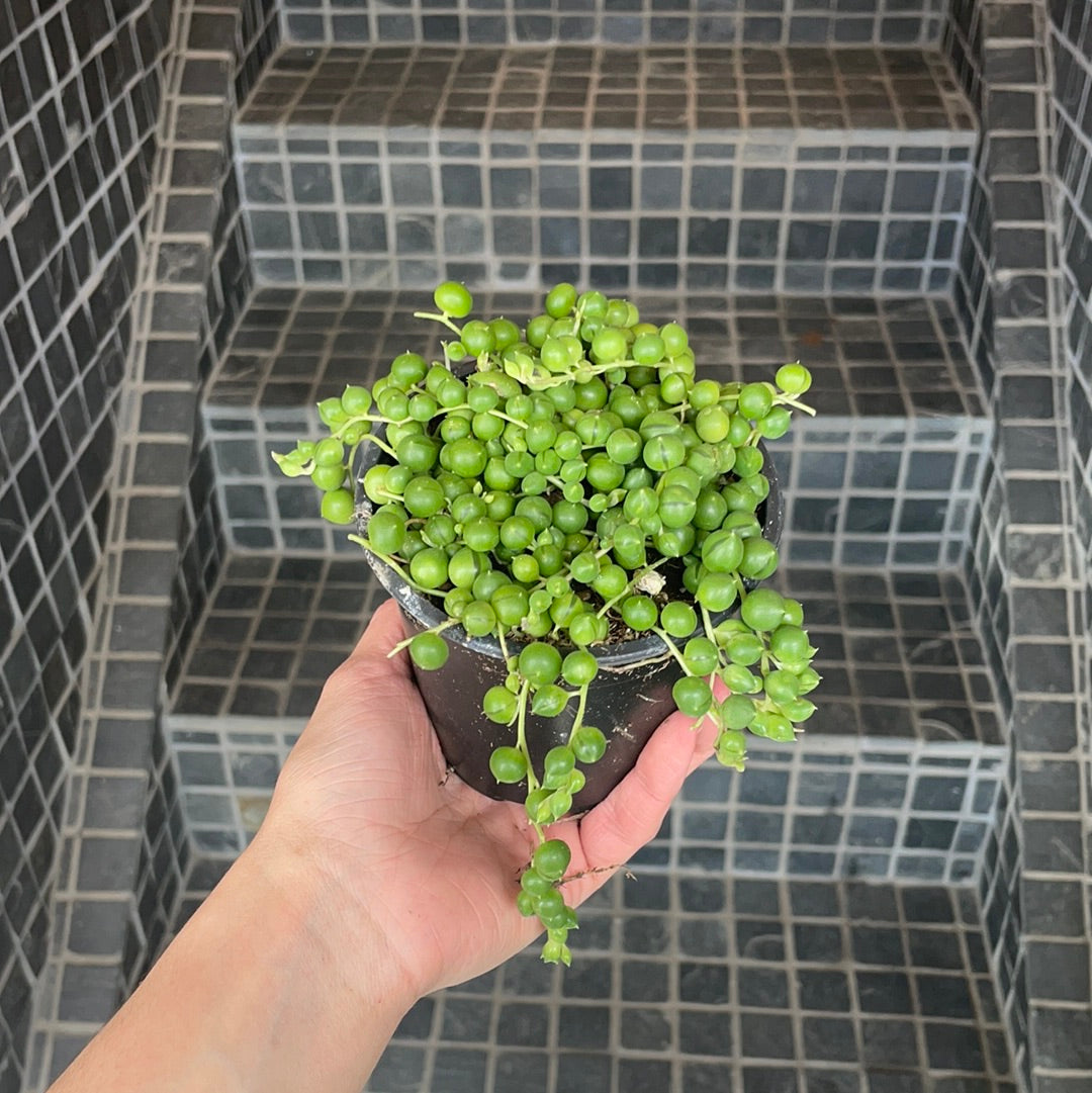 String of Pearls - 4"