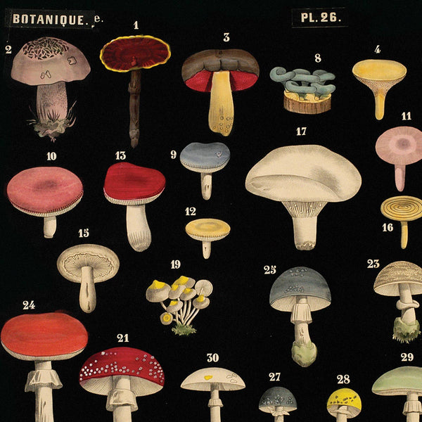 Mushroom Print - Black Scientific Chart (20" x 16")